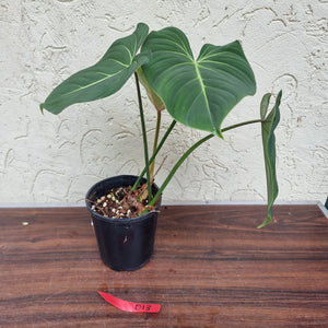 #D13 Philodendron Gloriosum