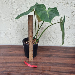 #D13 Philodendron Gloriosum