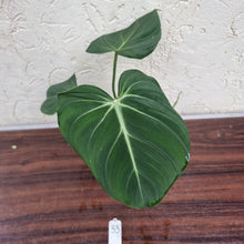 Load image into Gallery viewer, #33 Philodendron Gloriosum