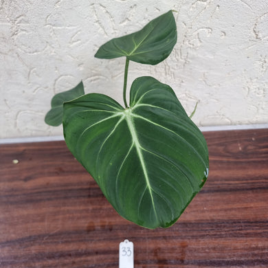 #33 Philodendron Gloriosum