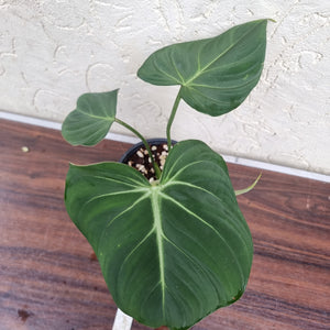 #33 Philodendron Gloriosum