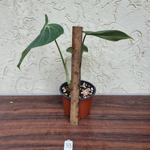 Load image into Gallery viewer, #33 Philodendron Gloriosum