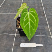 Load image into Gallery viewer, #D3 Dark Anthurium Magnificum Hybrid x