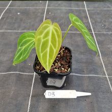 Load image into Gallery viewer, #D3 Dark Anthurium Magnificum Hybrid x
