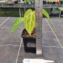 Load image into Gallery viewer, #D3 Dark Anthurium Magnificum Hybrid x