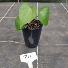 Load image into Gallery viewer, #712 Anthurium Leuconeurum