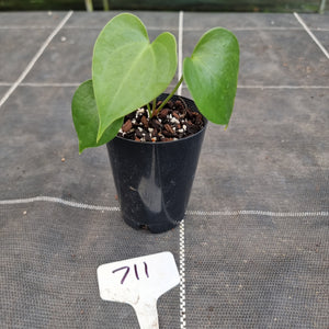 #712 Anthurium Leuconeurum