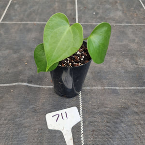 #712 Anthurium Leuconeurum