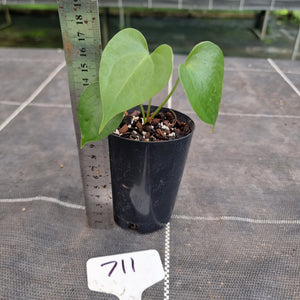 #712 Anthurium Leuconeurum