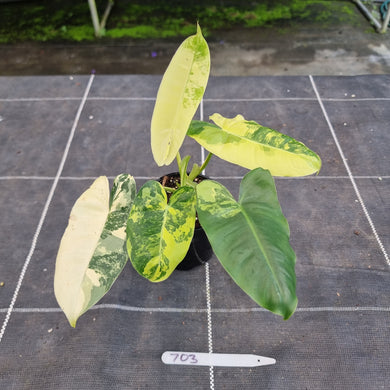 #703 Variegated Philodendron Burle Marx