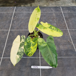 #703 Variegated Philodendron Burle Marx