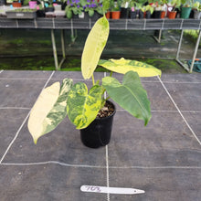 Load image into Gallery viewer, #703 Variegated Philodendron Burle Marx