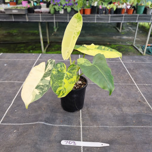 #703 Variegated Philodendron Burle Marx