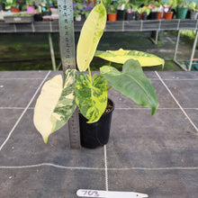 Load image into Gallery viewer, #703 Variegated Philodendron Burle Marx
