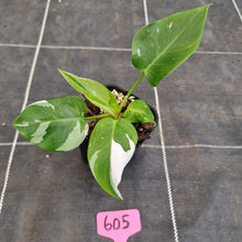Load image into Gallery viewer, #605 Philodendron White Princess