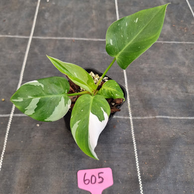 #605 Philodendron White Princess