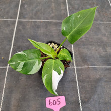 Load image into Gallery viewer, #605 Philodendron White Princess