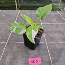 Load image into Gallery viewer, #605 Philodendron White Princess