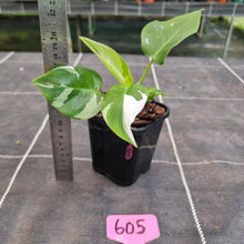 Load image into Gallery viewer, #605 Philodendron White Princess