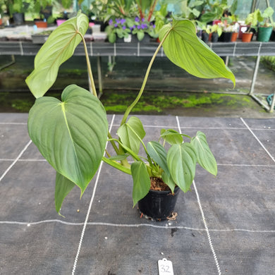 #32 Philodendron Pastazanum x Gloriosum