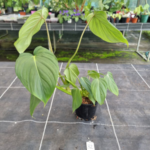 #32 Philodendron Pastazanum x Gloriosum