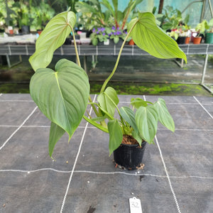 #32 Philodendron Pastazanum x Gloriosum