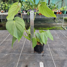 Load image into Gallery viewer, #32 Philodendron Pastazanum x Gloriosum