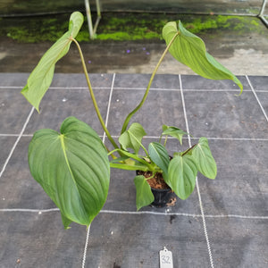 #32 Philodendron Pastazanum x Gloriosum