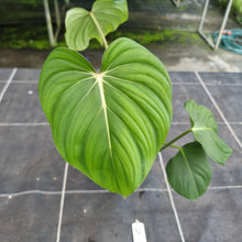 Load image into Gallery viewer, #32 Philodendron Pastazanum x Gloriosum