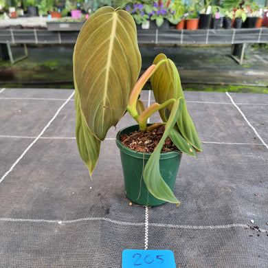 #205 Philodendron Gigas