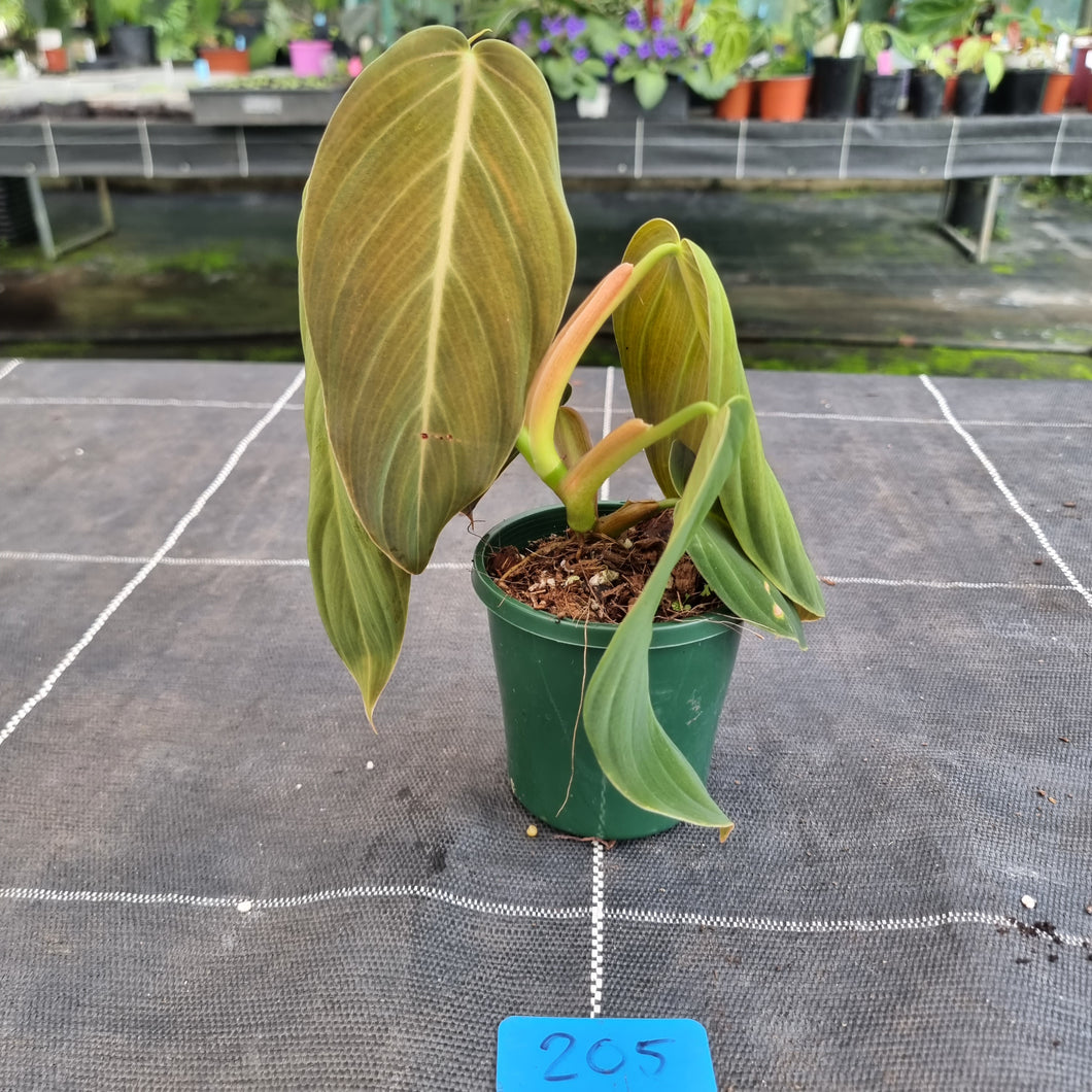 #205 Philodendron Gigas