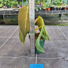 Load image into Gallery viewer, #205 Philodendron Gigas