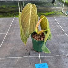 Load image into Gallery viewer, #205 Philodendron Gigas