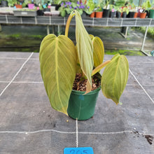 Load image into Gallery viewer, #205 Philodendron Gigas