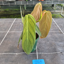 Load image into Gallery viewer, #205 Philodendron Gigas