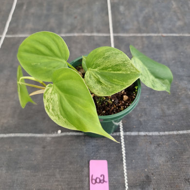 #602 Variegated Philodendron Heart Leaf