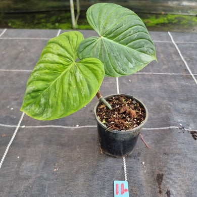 #11 Philodendron Majestic