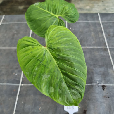 #603 Philodendron Majestic