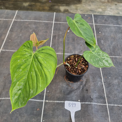#899 Philodendron Majestic