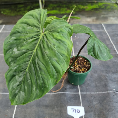 #710 Philodendron Majestic