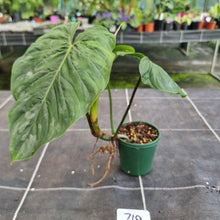 Load image into Gallery viewer, #710 Philodendron Majestic