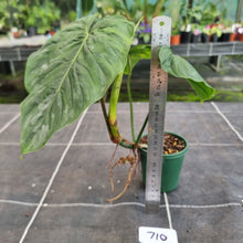 Load image into Gallery viewer, #710 Philodendron Majestic