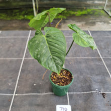 Load image into Gallery viewer, #710 Philodendron Majestic