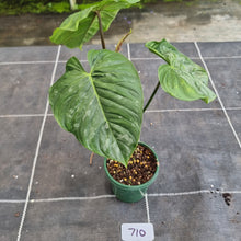 Load image into Gallery viewer, #710 Philodendron Majestic