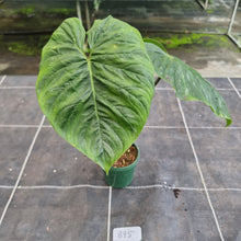 Load image into Gallery viewer, #895 Philodendron Majestic