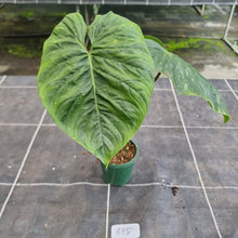Load image into Gallery viewer, #895 Philodendron Majestic