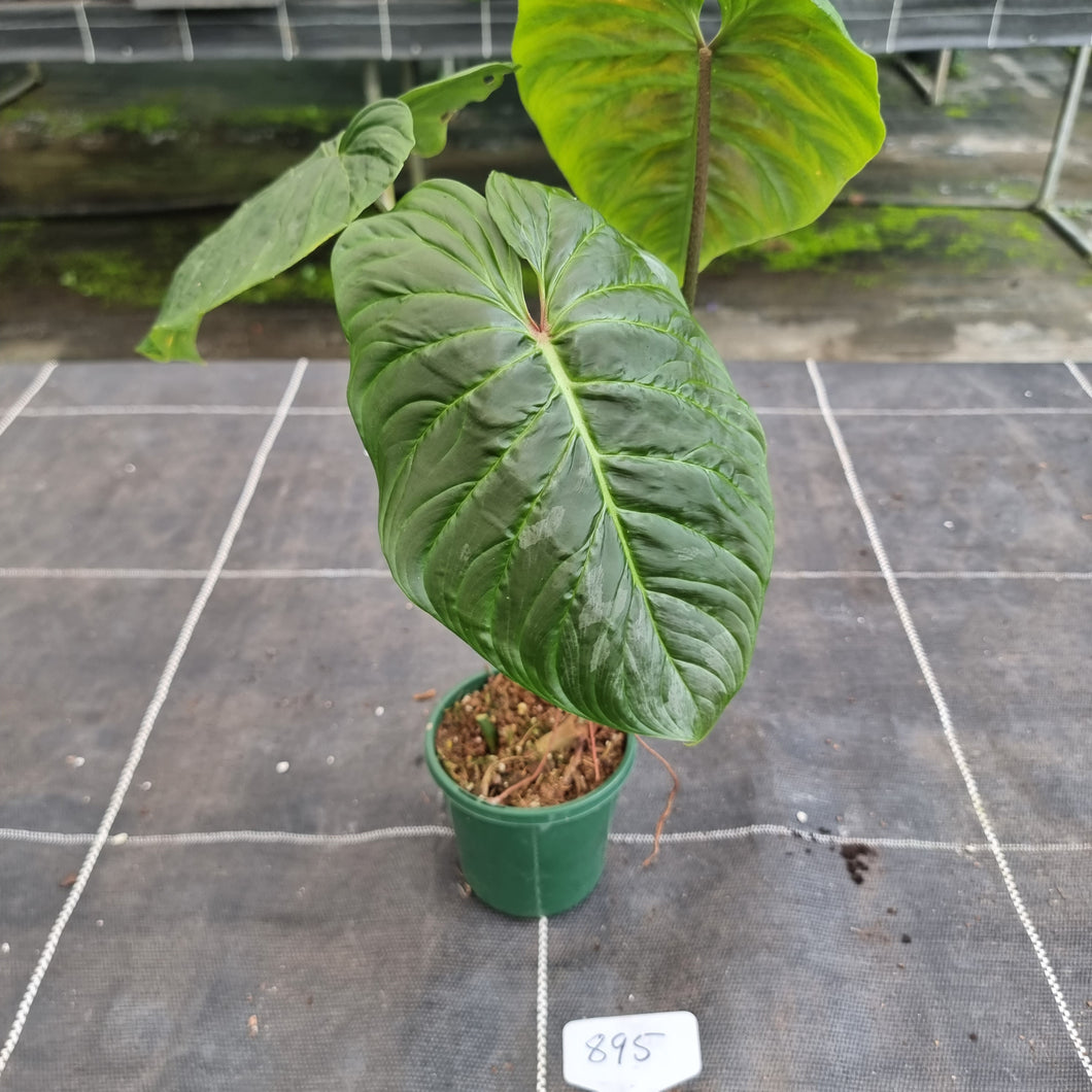 #895 Philodendron Majestic