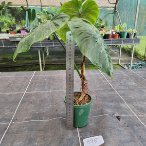#895 Philodendron Majestic