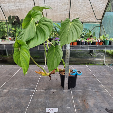 #A9 Philodendron Pastazanum x Gloriosum