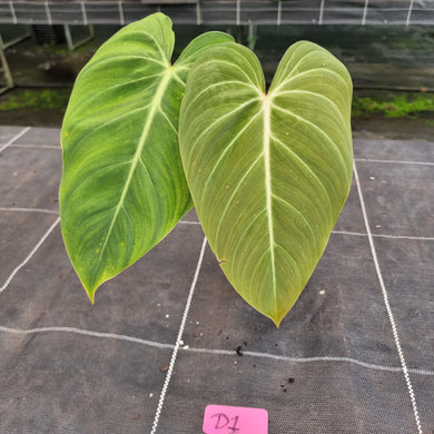 #D1 Philodendron Glorious